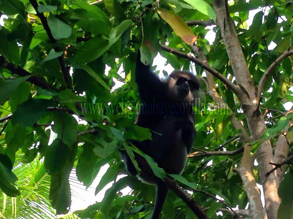 Weligama Bay Eco Villa Buitenkant foto